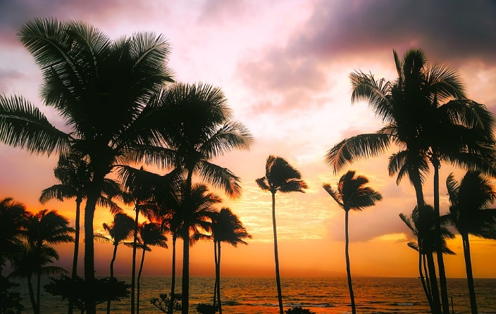 Sunset over ocean with palm tree silhouettes